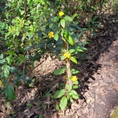 Hibbertia dentata at Burrill Lake, NSW - 26 Aug 2022