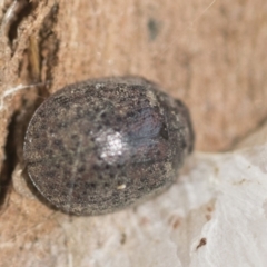 Trachymela sp. (genus) (Brown button beetle) at Lake Ginninderra - 25 Aug 2022 by AlisonMilton