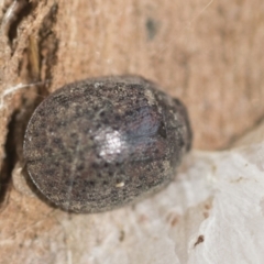 Trachymela sp. (genus) (Brown button beetle) at Belconnen, ACT - 25 Aug 2022 by AlisonMilton