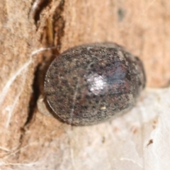 Trachymela sp. (genus) at Belconnen, ACT - 25 Aug 2022
