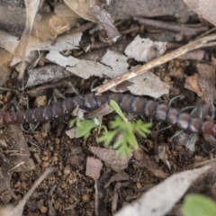 Scolopendromorpha (order) (A centipede) at Belconnen, ACT - 25 Aug 2022 by AlisonMilton