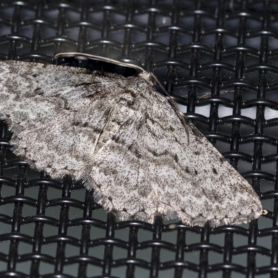 Didymoctenia exsuperata (Thick-lined Bark Moth) at Higgins, ACT - 25 Aug 2022 by AlisonMilton