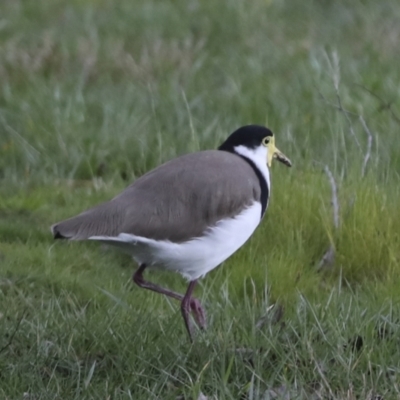 Vanellus miles (Masked Lapwing) at Belconnen, ACT - 25 Aug 2022 by AlisonMilton