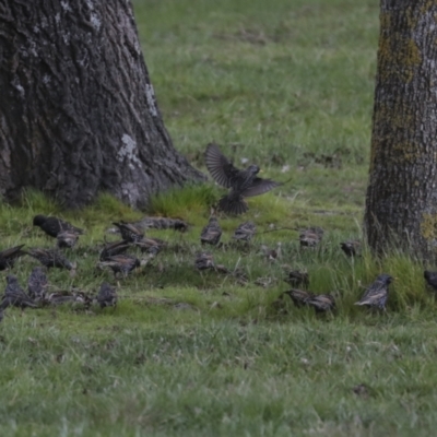 Sturnus vulgaris (Common Starling) at Lake Ginninderra - 25 Aug 2022 by AlisonMilton