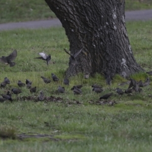 Sturnus vulgaris at Belconnen, ACT - 25 Aug 2022 03:13 PM