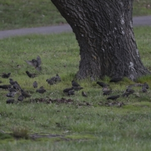 Sturnus vulgaris at Belconnen, ACT - 25 Aug 2022 03:13 PM