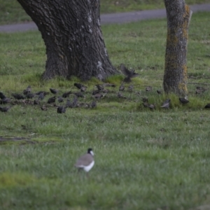 Sturnus vulgaris at Belconnen, ACT - 25 Aug 2022 03:13 PM