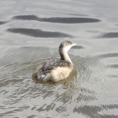 Tachybaptus novaehollandiae (Australasian Grebe) at Belconnen, ACT - 25 Aug 2022 by AlisonMilton