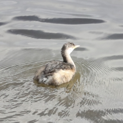 Tachybaptus novaehollandiae (Australasian Grebe) at Belconnen, ACT - 25 Aug 2022 by AlisonMilton