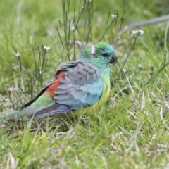 Psephotus haematonotus (Red-rumped Parrot) at Belconnen, ACT - 25 Aug 2022 by AlisonMilton