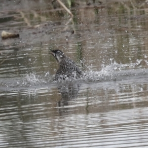 Anthochaera carunculata at Belconnen, ACT - 25 Aug 2022