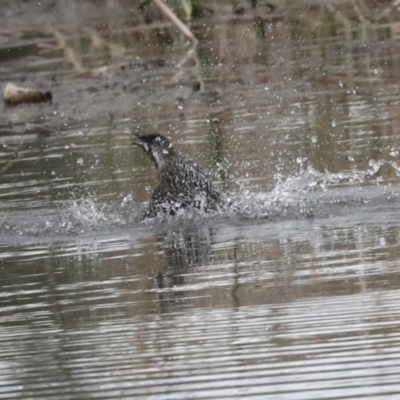 Anthochaera carunculata (Red Wattlebird) at Lake Ginninderra - 25 Aug 2022 by AlisonMilton