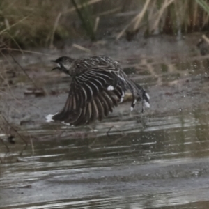 Anthochaera carunculata at Belconnen, ACT - 25 Aug 2022