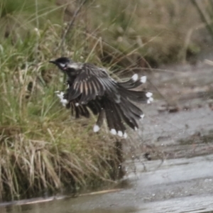 Anthochaera carunculata at Belconnen, ACT - 25 Aug 2022