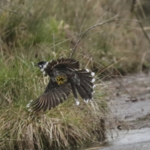 Anthochaera carunculata at Belconnen, ACT - 25 Aug 2022