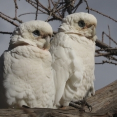 Cacatua sanguinea (Little Corella) at Lake Ginninderra - 25 Aug 2022 by AlisonMilton