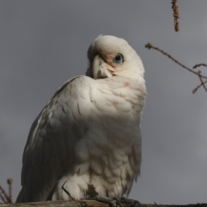 Cacatua sanguinea at Belconnen, ACT - 25 Aug 2022 03:43 PM