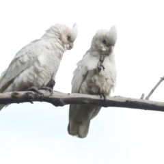 Cacatua sanguinea at Belconnen, ACT - 25 Aug 2022 03:43 PM