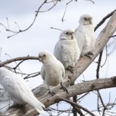 Cacatua sanguinea at Belconnen, ACT - 25 Aug 2022 03:43 PM