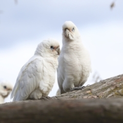 Cacatua sanguinea at Belconnen, ACT - 25 Aug 2022 03:43 PM