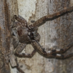 Sparassidae sp. (family) (A Huntsman Spider) at McKellar, ACT - 25 Aug 2022 by AlisonMilton