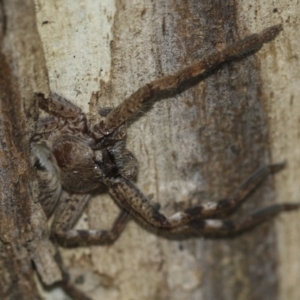 Sparassidae (family) at McKellar, ACT - 25 Aug 2022 01:11 PM