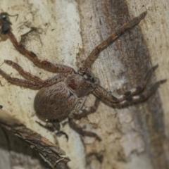 Sparassidae (family) at McKellar, ACT - 25 Aug 2022 01:11 PM