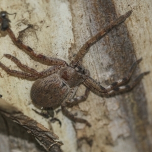 Sparassidae (family) at McKellar, ACT - 25 Aug 2022