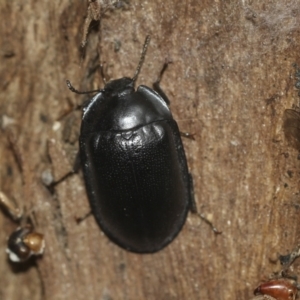 Pterohelaeus striatopunctatus at McKellar, ACT - 25 Aug 2022 01:03 PM