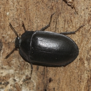 Pterohelaeus striatopunctatus at McKellar, ACT - 25 Aug 2022 01:03 PM