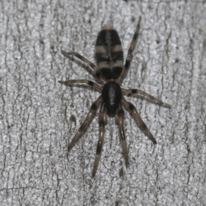 Lampona cylindrata at McKellar, ACT - 25 Aug 2022 01:10 PM