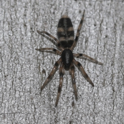 Lampona cylindrata (White-tailed Spider) at McKellar, ACT - 25 Aug 2022 by AlisonMilton