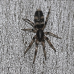 Lampona cylindrata (White-tailed Spider) at McKellar, ACT - 25 Aug 2022 by AlisonMilton