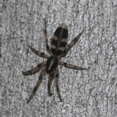 Lampona cylindrata at McKellar, ACT - 25 Aug 2022 01:10 PM