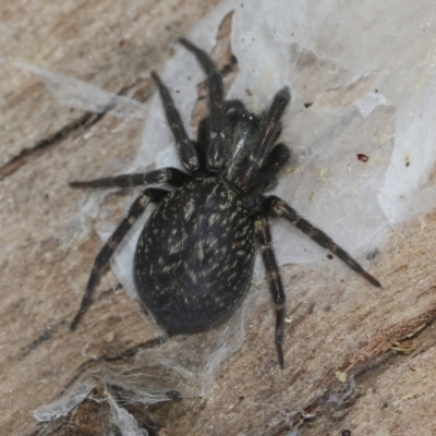 Badumna insignis (Black House Spider) at McKellar, ACT - 25 Aug 2022 by AlisonMilton