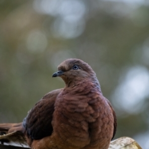Macropygia phasianella (Brown Cuckoo-dove) at suppressed by Aussiegall
