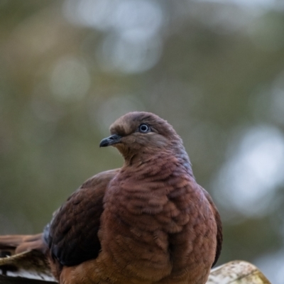Macropygia phasianella (Brown Cuckoo-dove) at Penrose - 12 Aug 2022 by Aussiegall