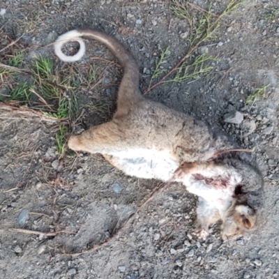 Pseudocheirus peregrinus (Common Ringtail Possum) at Wingecarribee Local Government Area - 22 Aug 2022 by Aussiegall