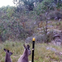 Macropus giganteus (Eastern Grey Kangaroo) at Kambah, ACT - 27 Mar 2022 by MountTaylorParkcareGroup