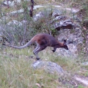 Notamacropus rufogriseus at Kambah, ACT - 28 Mar 2022 08:08 AM