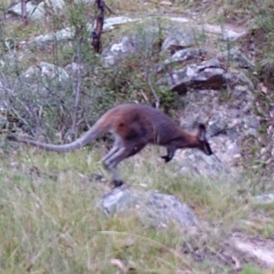 Notamacropus rufogriseus (Red-necked Wallaby) at Kambah, ACT - 28 Mar 2022 by MountTaylorParkcareGroup