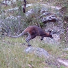 Notamacropus rufogriseus (Red-necked Wallaby) at Kambah, ACT - 27 Mar 2022 by MountTaylorParkcareGroup