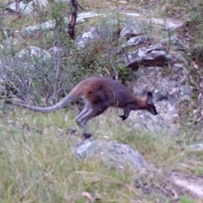 Notamacropus rufogriseus (Red-necked Wallaby) at Mount Taylor - 27 Mar 2022 by MountTaylorParkcareGroup