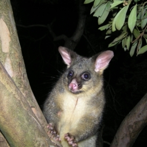 Trichosurus vulpecula at Kambah, ACT - 25 Aug 2022