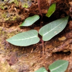 Parsonsia straminea at Ulladulla, NSW - 27 Aug 2022 09:59 AM