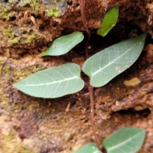 Parsonsia straminea at Ulladulla, NSW - 27 Aug 2022