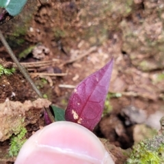 Parsonsia straminea at Ulladulla, NSW - 27 Aug 2022