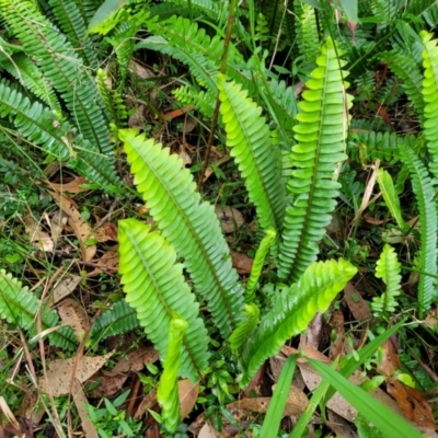 Nephrolepis cordifolia (Fishbone Fern) at Ulladulla - Millards Creek - 26 Aug 2022 by trevorpreston