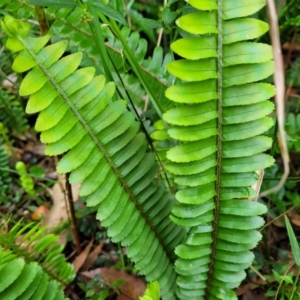 Nephrolepis cordifolia at Ulladulla, NSW - 27 Aug 2022