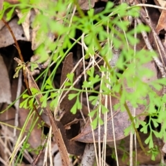 Lindsaea microphylla (Lacy Wedge-fern) at Ulladulla - Millards Creek - 26 Aug 2022 by trevorpreston